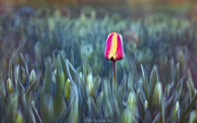 Antygrawitacja: jak odnaleźć wewnętrzny kompas w&nbsp;cyfrowym świecie?