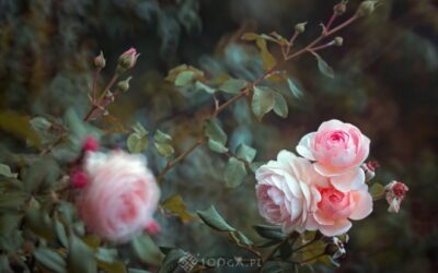 Jak pokonać paraliżujący strach i&nbsp;zbudować emocjonalną odporność w&nbsp;cyfrowym świecie?