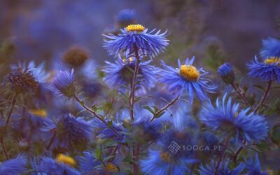 Wychować lidera przyszłości: jak uczyć dzieci i&nbsp;młodzież inteligencji emocjonalnej (QE)