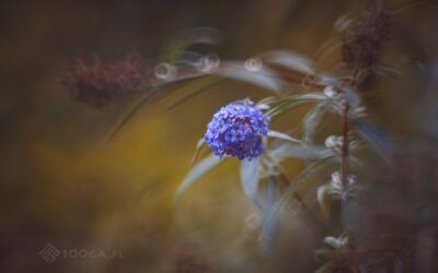 Inteligencja emocjonalna: Supermoc, o&nbsp;której&nbsp;zapominamy